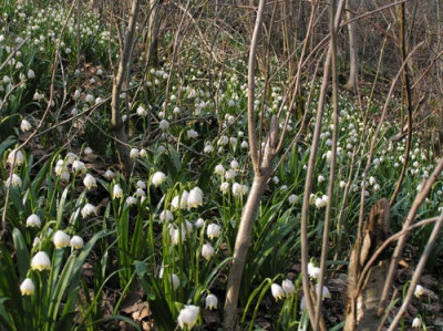 Leucojum_im_Wald2.jpg