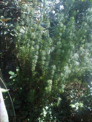 Kopie_von_250420102070Cephalotaxus_harringtoniaFastigiata.j.jpg