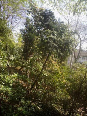 Kopie_von_25042010207Cephalotaxus_sinensis.jpg