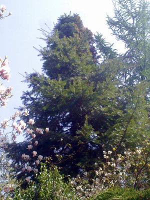 Kopie_von_250420102067Keteleeria_davidiana.jpg