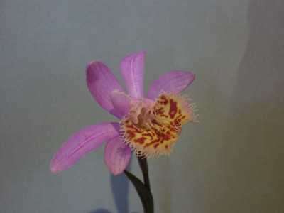 Pleione_Vesuvius_800x800_80KB.jpg