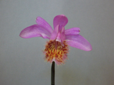 Pleione_Soufriere_800x800_80KB.jpg