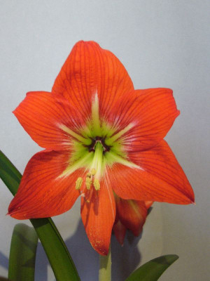 Hippeastrum_alte_Hybride_800x800_80KB.jpg