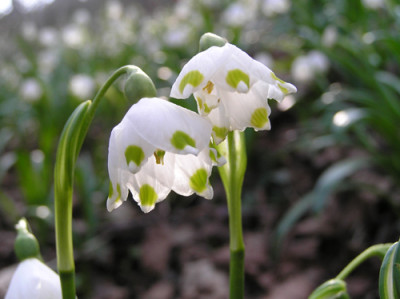 Leucojum_doppelt.jpg