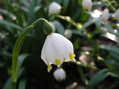 Leucojumbluete.jpg