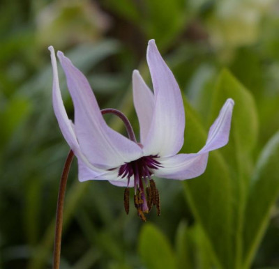 K800_Erythronium_hendersonii.JPG