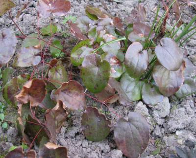 Epimedium_colchicum_Laub_800x600.jpg