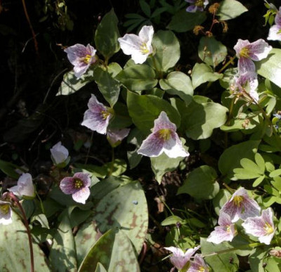 K800_Trillium_rivale.JPG