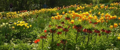 Getulpe.jpg