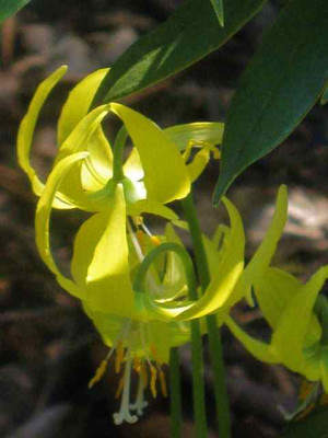 Erythronium_Susannah_IMG_5406.JPG
