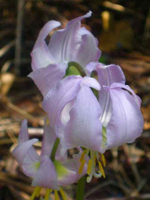 Erythronium-Bluten_IMG_5404.JPG