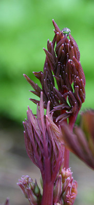Dicentra_Austrieb_1_4.jpg
