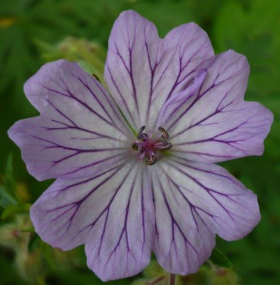 Geranium_tuberosum.jpg