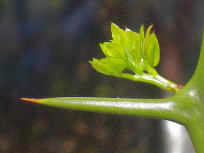 Pomcirus_trifoliata_IMG_5438.JPG