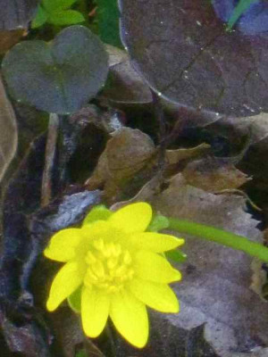 Ranunculus_fic._Brazen_Hussy_IMG_5443.JPG