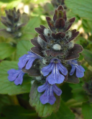 Ajuga_genevensis.jpg