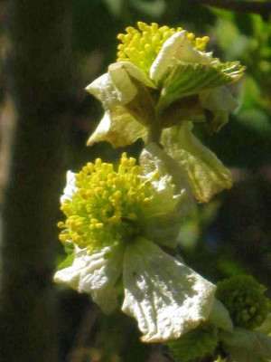 Parrotiopsis_jaquemontiana_IMG_5408.JPG