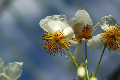 014_meise_bluete04.jpg