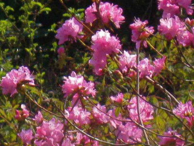 Rhododenron_dahuricum_April_Rose_IMG_5363.JPG