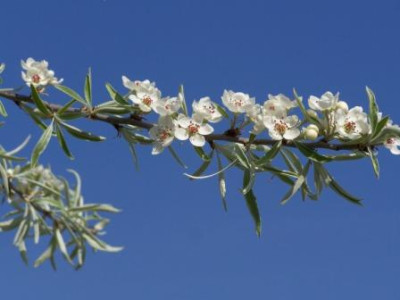 PyrSalPendula.jpg.JPG