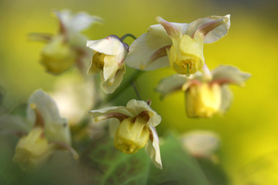 Epimedium-vertraumt-6.jpg