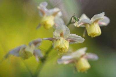 Epimedium-vertraumt-7.jpg