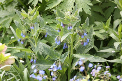 Symphytum_azureum.jpg