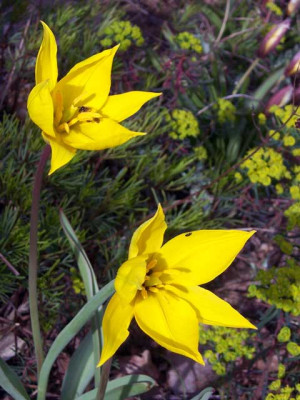 T.sylvestris01_web.jpg