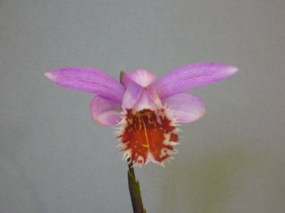 Pleione_Erebus_Redpoll_900x900_80KB.jpg