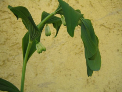 Polygonatum_hybr._Weihenstephan26.jpg