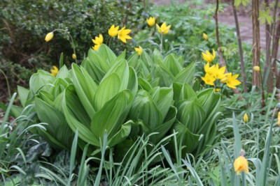 Veratrum_cal..jpg