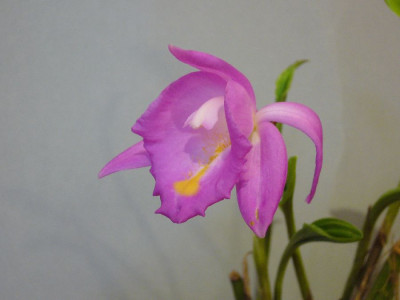 Pleione_aurita_2_900x900_80KB.jpg