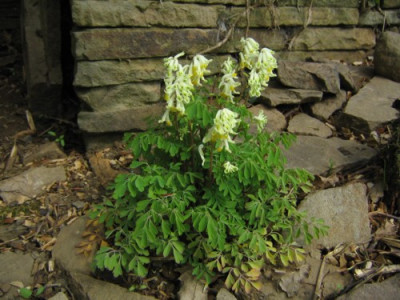 Corydalis_ochroleuca26.jpg