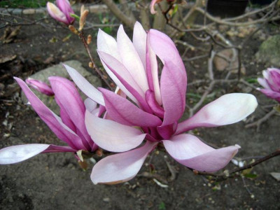2010-04-26_susan-Hof.jpg