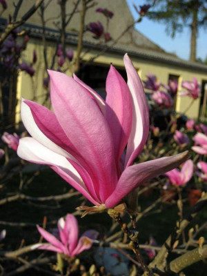 2010-04-26_susan-Hof2.jpg