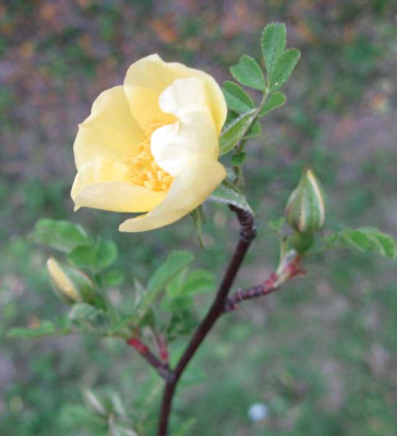 Canary_Bird_klein__IMG_3878.jpg