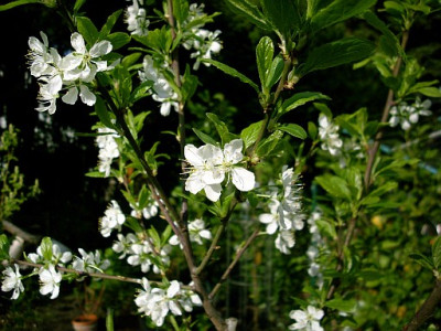 spilling_2010-04-26_290.jpg