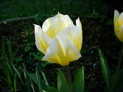 tulipa_fosteriana_sweetheart_2010-04-25_253.jpg