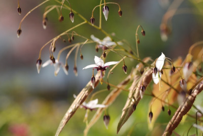 epimedium_fargesii_02.jpg