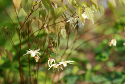 epimedien_grandiflorum_var_koreanum_01.jpg