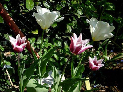 tulipa_rajka_und_purissima_2010-04-25_269.jpg
