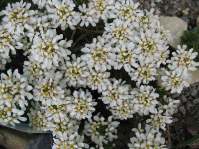 Iberis_candolleana__23.4.10._039.jpg