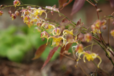 epimedium_spec_noname.jpg