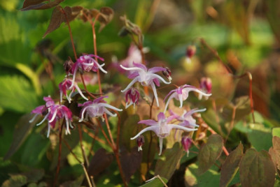 epimedium_grandiflorum_chris_norton_10.jpg