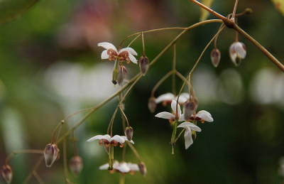 epimedium_asiatic_hybrid_sarastro.jpg