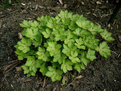 geranium_versicolor_2010-04-04_290.jpg
