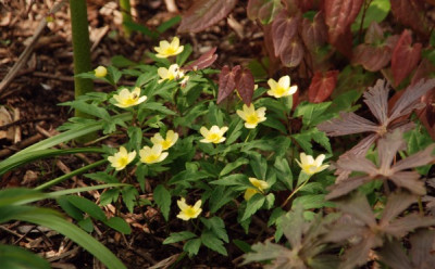 anemone_x_lipsiensis_schwefelfeuer.jpg