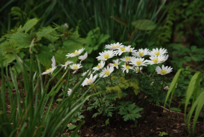 anemone_blanda_white_splendour.jpg