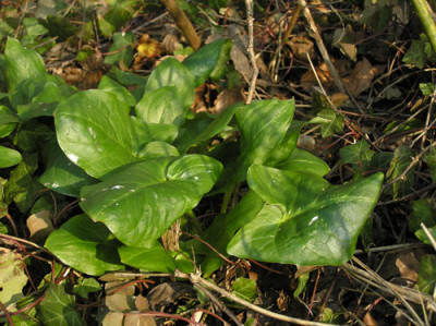 Arum_maculatum_glatt.jpg