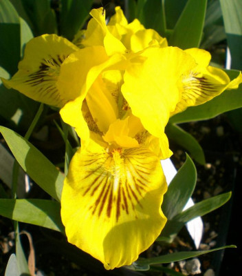 Eyebright.jpg